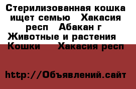 Стерилизованная кошка ищет семью - Хакасия респ., Абакан г. Животные и растения » Кошки   . Хакасия респ.